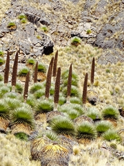 Puya raimondii