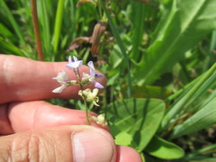 Oxytropis glabra