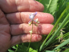 Oxytropis glabra
