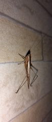 Conocephalus goianus