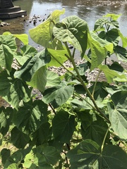 Paulownia tomentosa