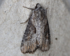 Lateroligia ophiogramma