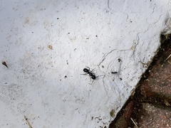 Camponotus vagus