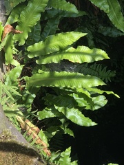 Asplenium scolopendrium