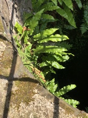 Asplenium scolopendrium