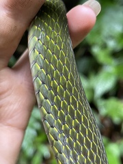 Dendrophidion clarkii