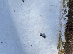 Camponotus vagus