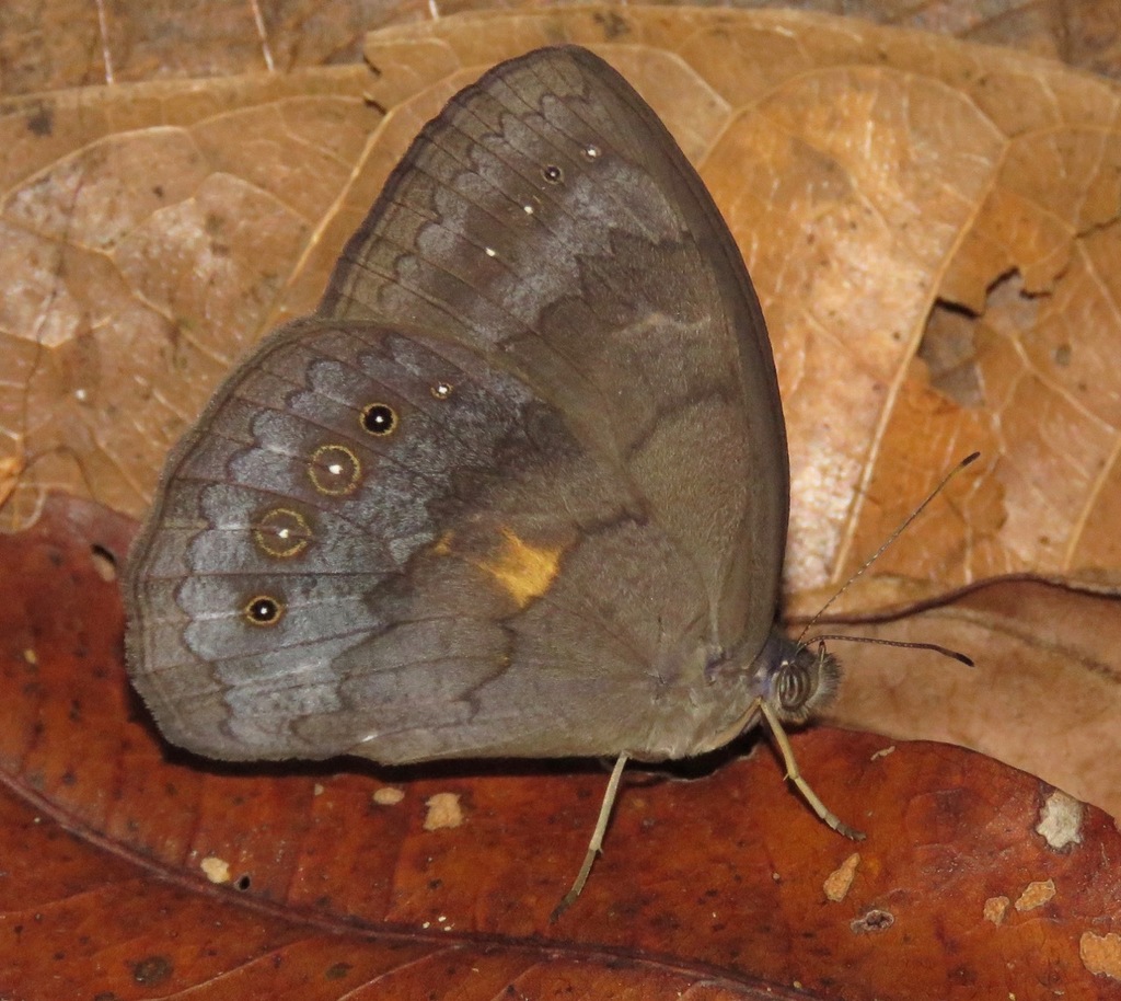 Pseudodebis