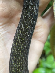 Dendrophidion clarkii