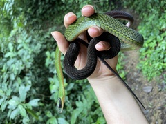 Dendrophidion clarkii