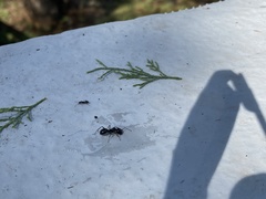 Camponotus vagus