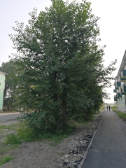 Populus