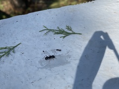 Camponotus vagus
