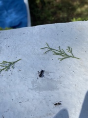Camponotus vagus