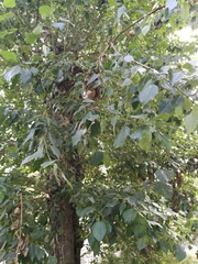 Populus
