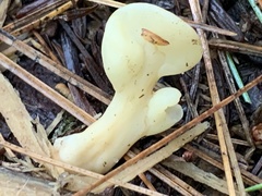 Spathulariopsis velutipes
