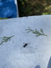 Camponotus vagus