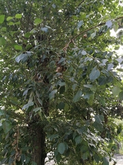 Populus