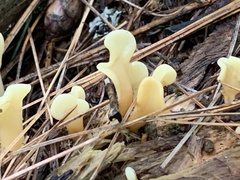 Spathulariopsis velutipes