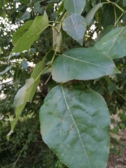 Populus