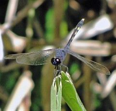 Erythrodiplax nigricans