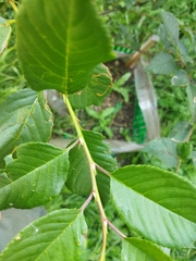 Prunus cerasus