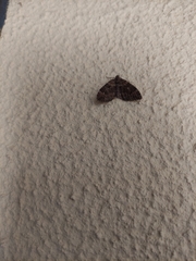 Xanthorhoe rupicola