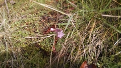 Lithophragma parviflorum