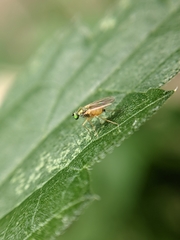 Chrysotimus molliculus