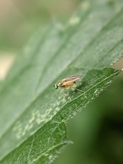 Chrysotimus molliculus