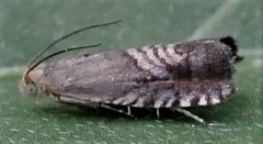 Microsarotis sanderyi