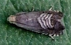 Microsarotis sanderyi