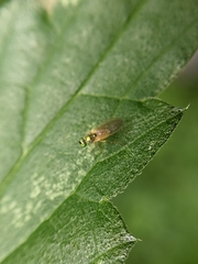 Chrysotimus molliculus