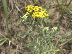 Achillea micrantha