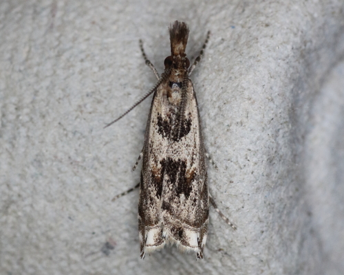 Prionapteryx achatina Zeller, 1863