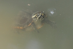 Malayemys macrocephala