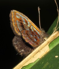 Sarota gyas