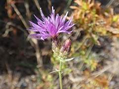 Centaurea paniculata