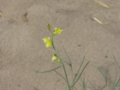 Linaria odora