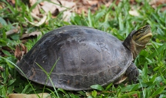 Cuora amboinensis kamaroma