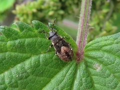 Heterogaster urticae