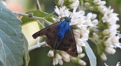 Astraptes elorus