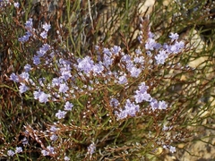 Limonium bocconei