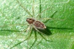 Dendrolycosa