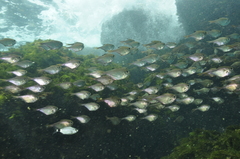 Pempheris rhomboidea