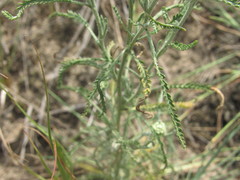 Achillea micrantha