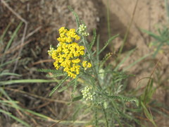 Achillea micrantha