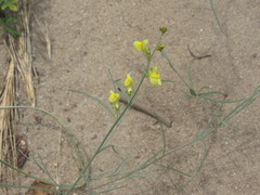 Linaria odora