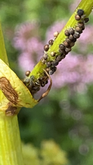 Pterygota