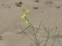 Linaria odora
